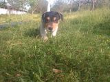 Jack Russel Yavrumuz Yeni Ailesini Arıyor