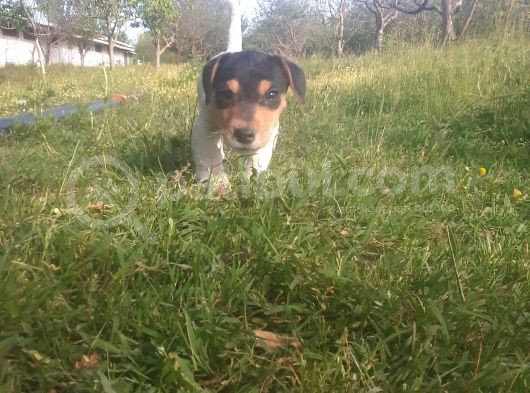 Jack Russel Yavrumuz Yeni Ailesini Arıyor görsel