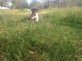 Jack Russel Yavrumuz Yeni Ailesini Arıyor