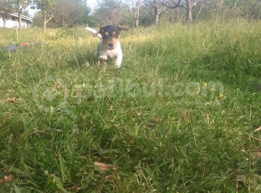 Jack Russel Yavrumuz Yeni Ailesini Arıyor görsel