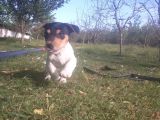 Jack Russel Yavrumuz Yeni Ailesini Arıyor
