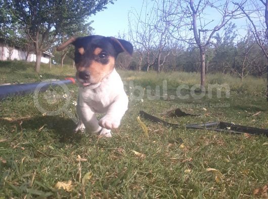 Jack Russel Yavrumuz Yeni Ailesini Arıyor görsel