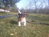 Jack Russel Yavrumuz Yeni Ailesini Arıyor