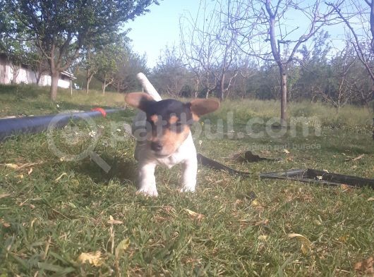 Jack Russel Yavrumuz Yeni Ailesini Arıyor görsel