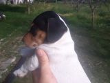 Jack Russel Yavrumuz Yeni Ailesini Arıyor