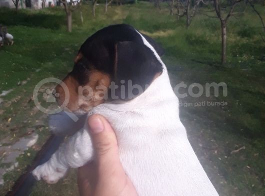 Jack Russel Yavrumuz Yeni Ailesini Arıyor görsel