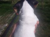 Jack Russel Yavrumuz Yeni Ailesini Arıyor