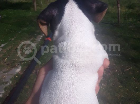 Jack Russel Yavrumuz Yeni Ailesini Arıyor