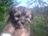 Morkie Bebekler Yeni Ailesini Arıyor