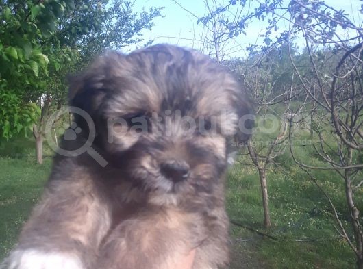 Morkie Bebekler Yeni Ailesini Arıyor görsel
