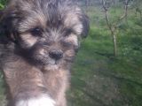 Morkie Bebekler Yeni Ailesini Arıyor
