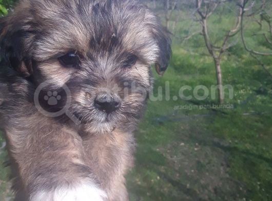 Morkie Bebekler Yeni Ailesini Arıyor görsel
