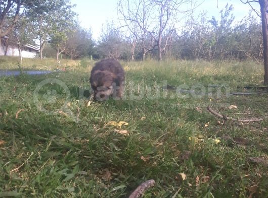 Morkie Bebekler Yeni Ailesini Arıyor görsel