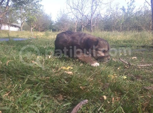 Morkie Bebekler Yeni Ailesini Arıyor