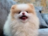 Party Color Pomeranian Boo