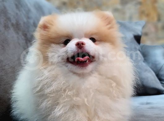 Party Color Pomeranian Boo görsel