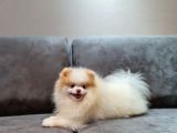 Party Color Pomeranian Boo