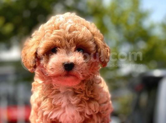 Sağlık Garanti̇li̇ Toy Poodle görsel