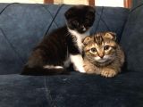 Nadir Black Ve Tabby Scottish Fold Yavru