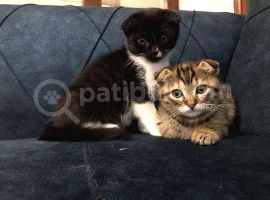 Nadir Black Ve Tabby Scottish Fold Yavru görsel