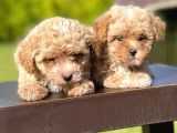 Mi̇ni̇ Boy Toy Poodle Bebekleri̇mi̇z