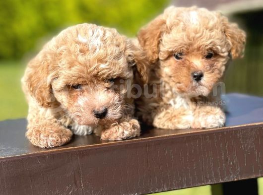 Mi̇ni̇ Boy Toy Poodle Bebekleri̇mi̇z