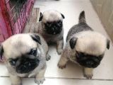 Erkek Pug Mamaya Düştü 3 Tane Vardır