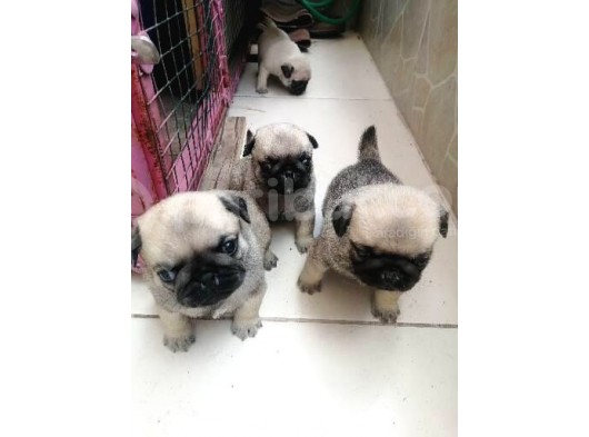Erkek Pug Mamaya Düştü 3 Tane Vardır görsel