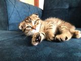 Nadir Black Ve Tabby Scottish Fold Yavru