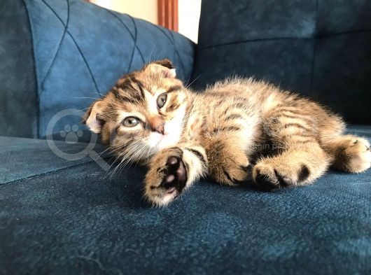 Nadir Black Ve Tabby Scottish Fold Yavru görsel