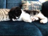 Nadir Black Ve Tabby Scottish Fold Yavru