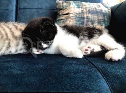 Nadir Black Ve Tabby Scottish Fold Yavru görsel