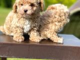 Mi̇ni̇ Boy Toy Poodle Bebekleri̇mi̇z