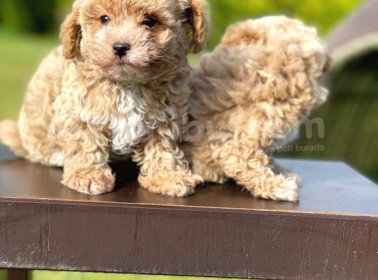 Mi̇ni̇ Boy Toy Poodle Bebekleri̇mi̇z görsel
