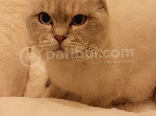Muhteşem Güzelli̇kte Scotti̇sh Si̇lver Poi̇nt Böylesi̇ Zor görsel