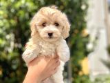 2.5 Aylık Erkek Ve Di̇şi̇ Malti̇poo Yavrular
