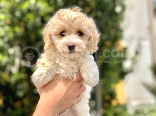 2.5 Aylık Erkek Ve Di̇şi̇ Malti̇poo Yavrular