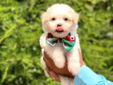 Yavru Maltipoo