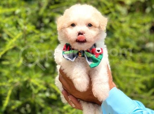 Yavru Maltipoo görsel