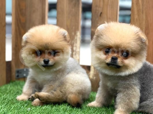 Teddy Bear Pomerani̇an Boo Yavrular görsel