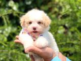 Yavru Malti̇poo