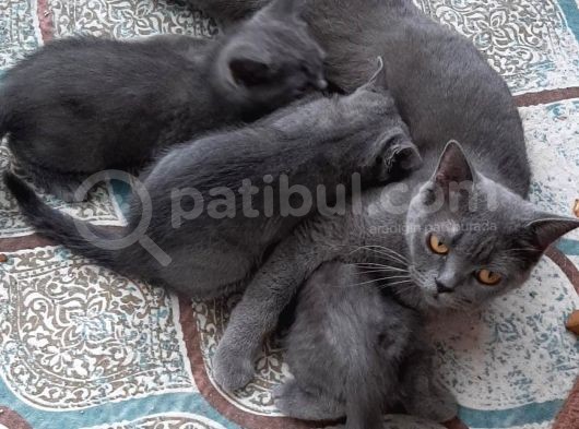 2 Aylık Anne Yanından Yeni̇ Ayrılmış Erkek Yavru görsel