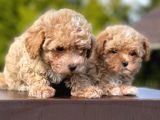 Mi̇ni̇ Boy Toy Poodle Bebekleri̇mi̇z