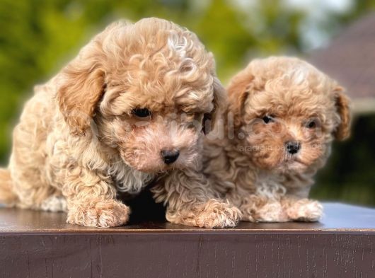 Mi̇ni̇ Boy Toy Poodle Bebekleri̇mi̇z görsel