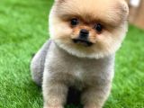 Teddy Bear Pomerani̇an Boo Yavrular