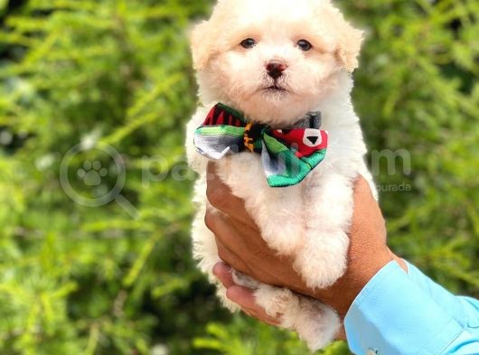Yavru Maltipoo görsel