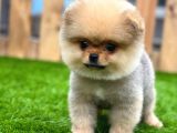 Teddy Bear Pomerani̇an Boo Yavrular
