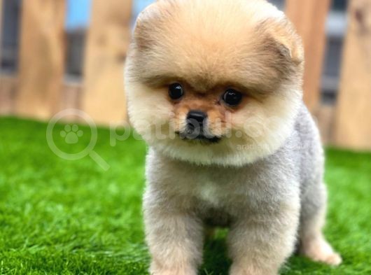 Teddy Bear Pomerani̇an Boo Yavrular görsel