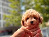 Sağlık Garanti̇li̇ Toy Poodle