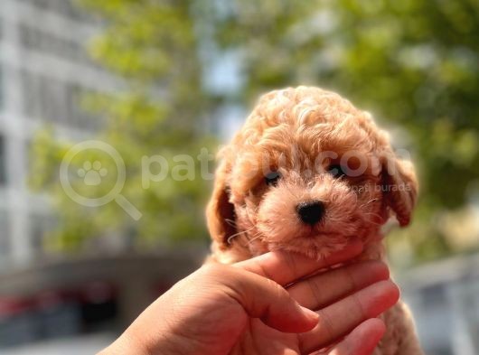 Sağlık Garanti̇li̇ Toy Poodle görsel